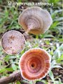 Microporus xanthopus-amf2088